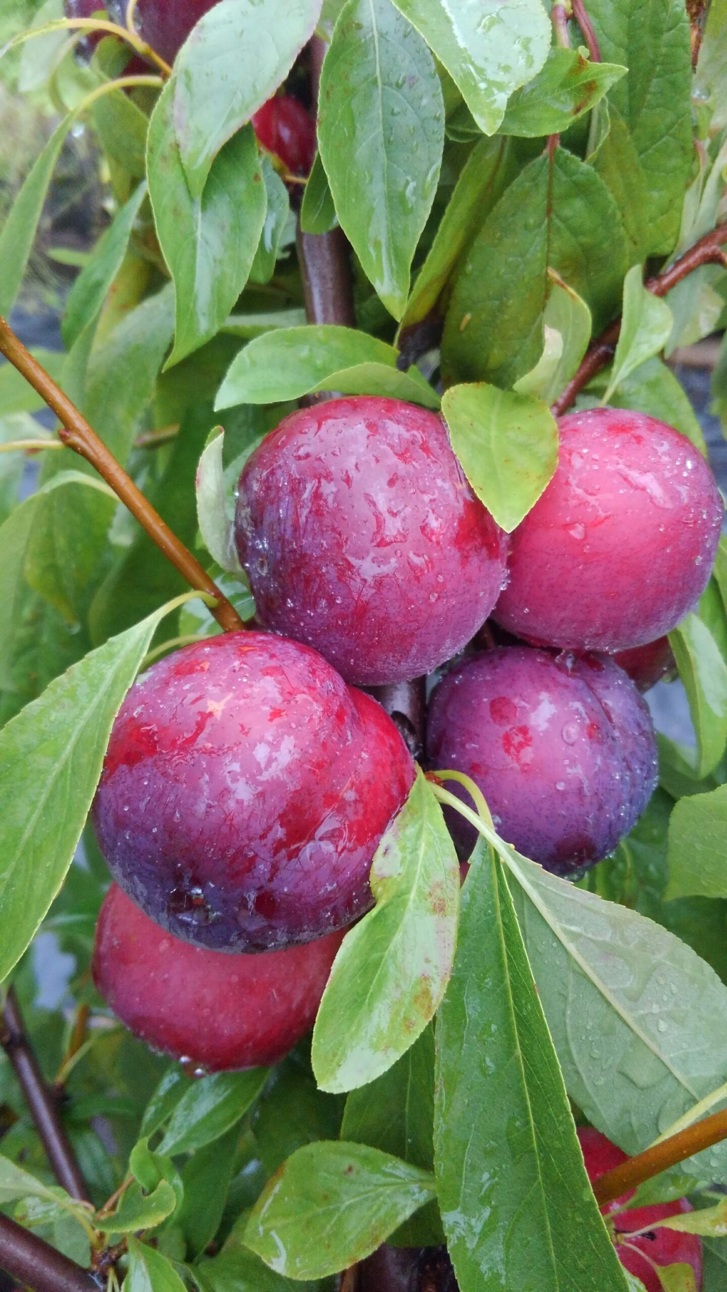 Big.Red.Plums