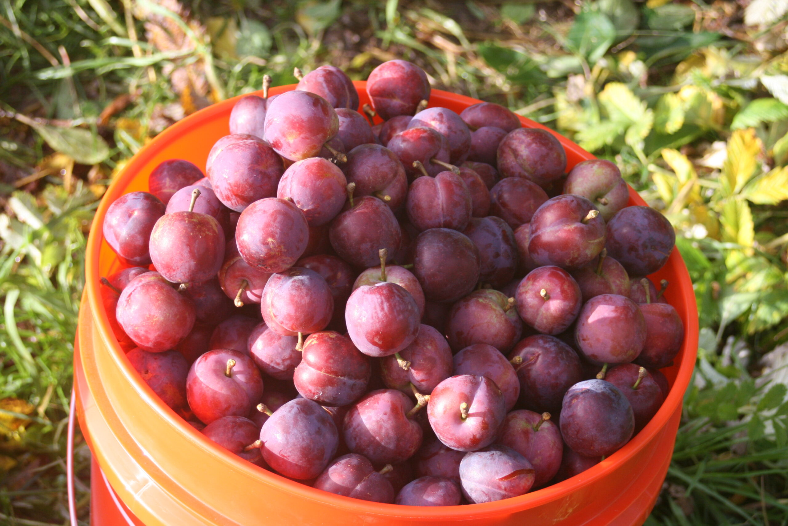 Plums.Bucket