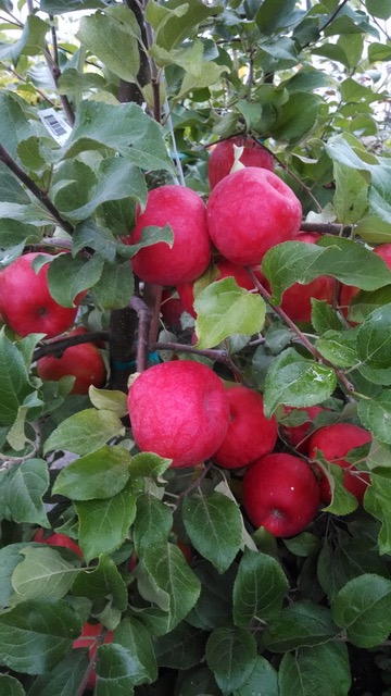 Red.Apples.Portrait.Good